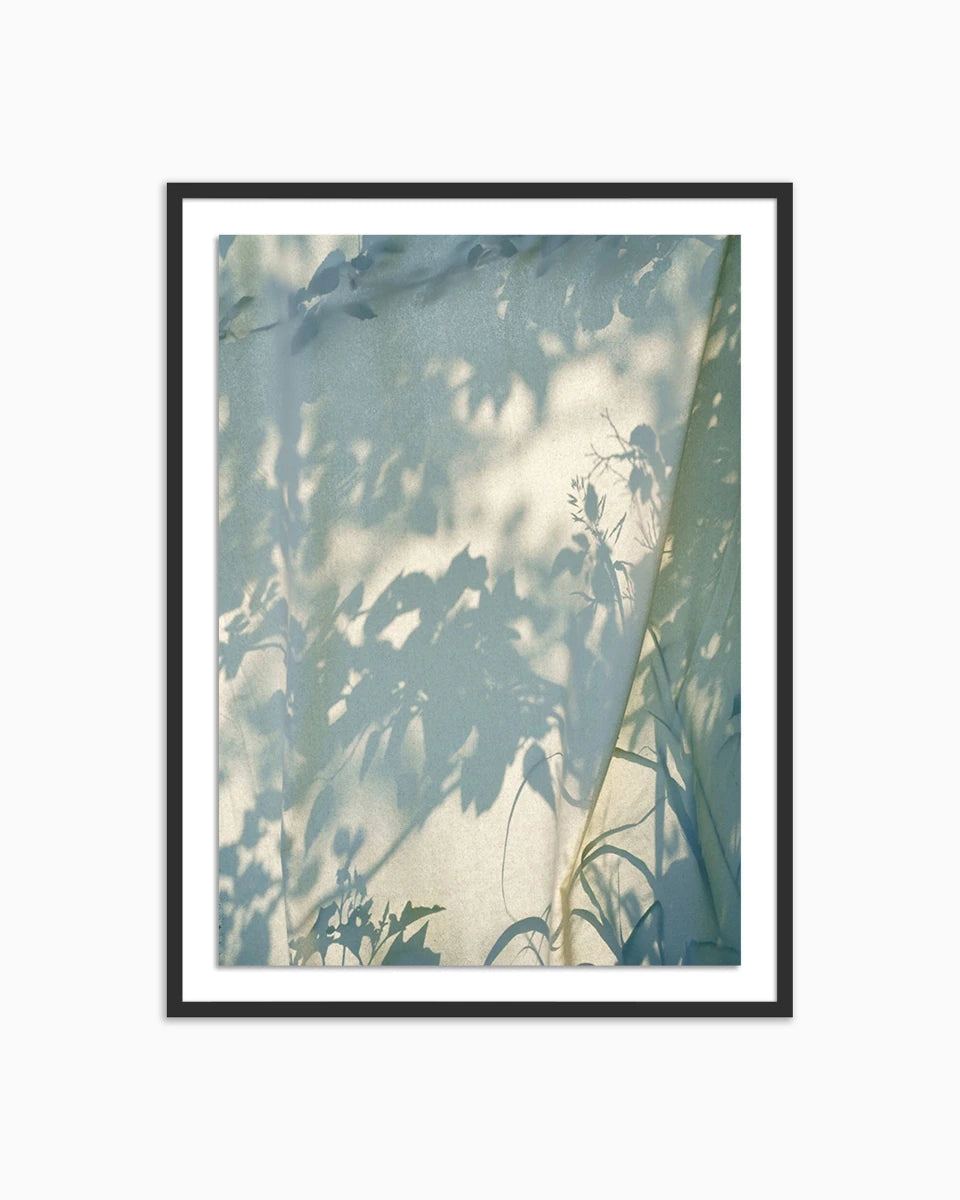 48" x 72" / Black Maple