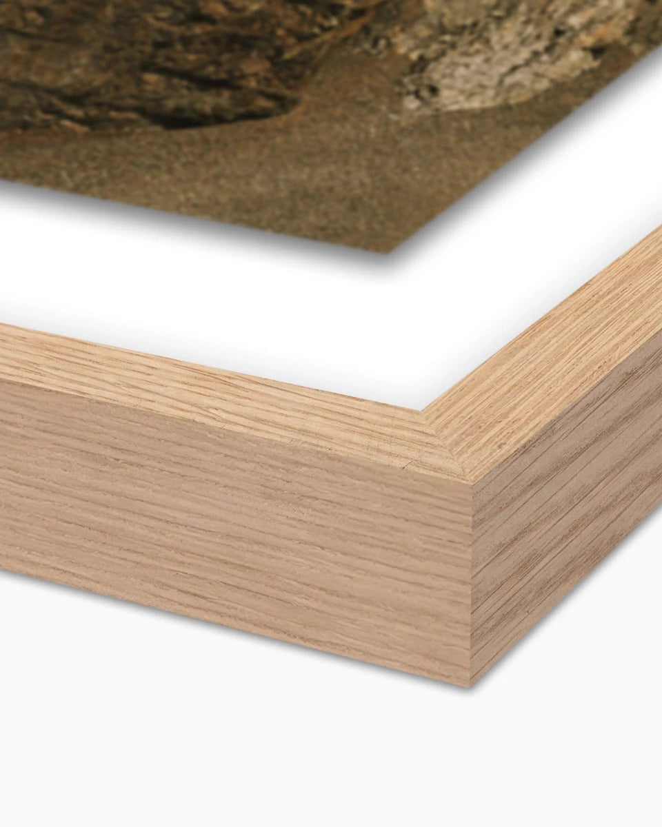 30" x 40" / White Oak