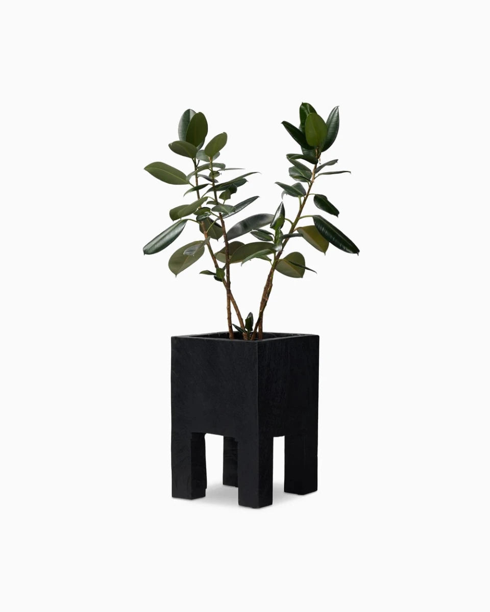 Carbonized Black / Medium
