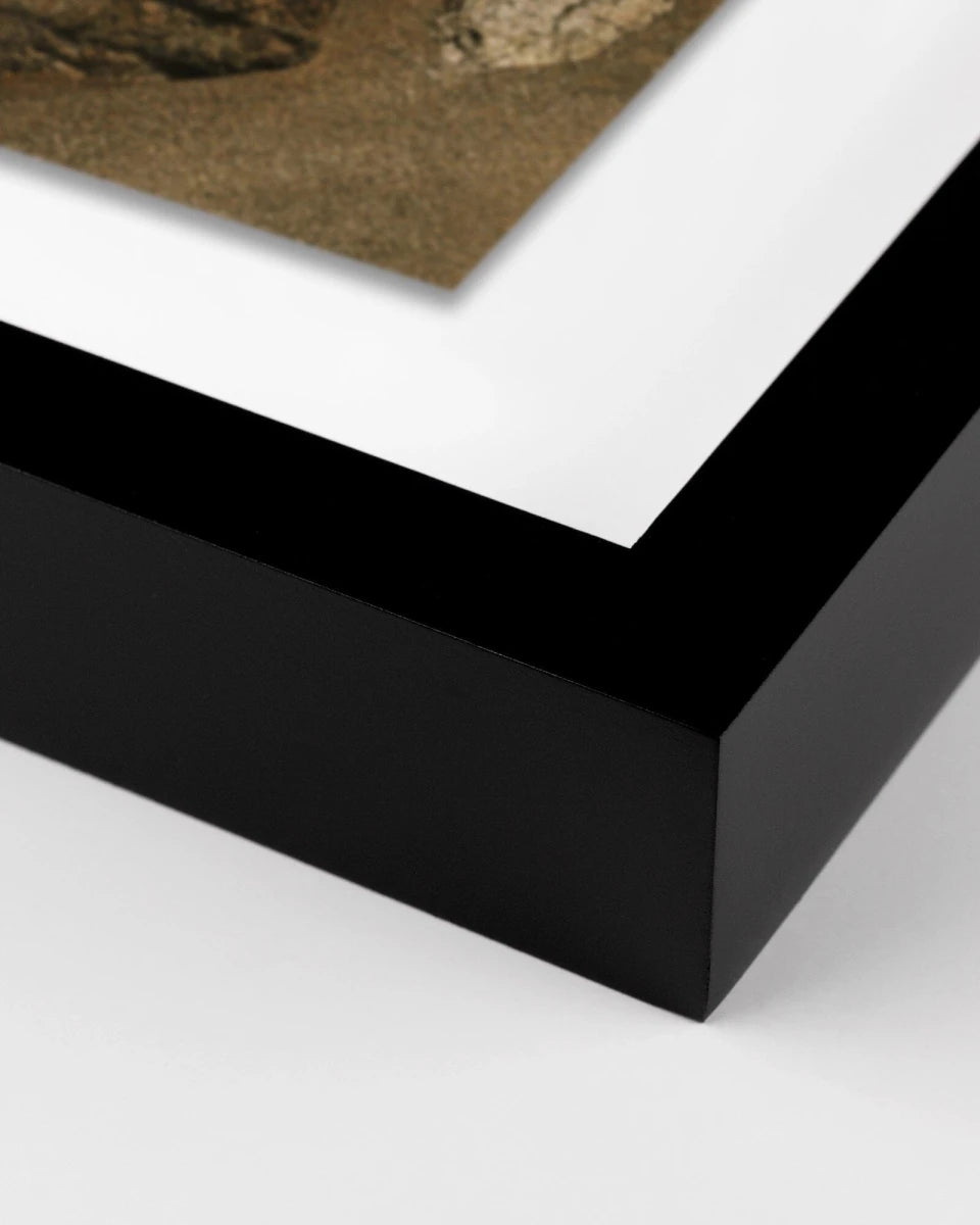 36" x 48" / Black Maple