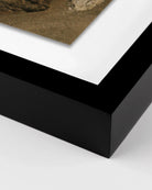 30" x 40" / Black Maple